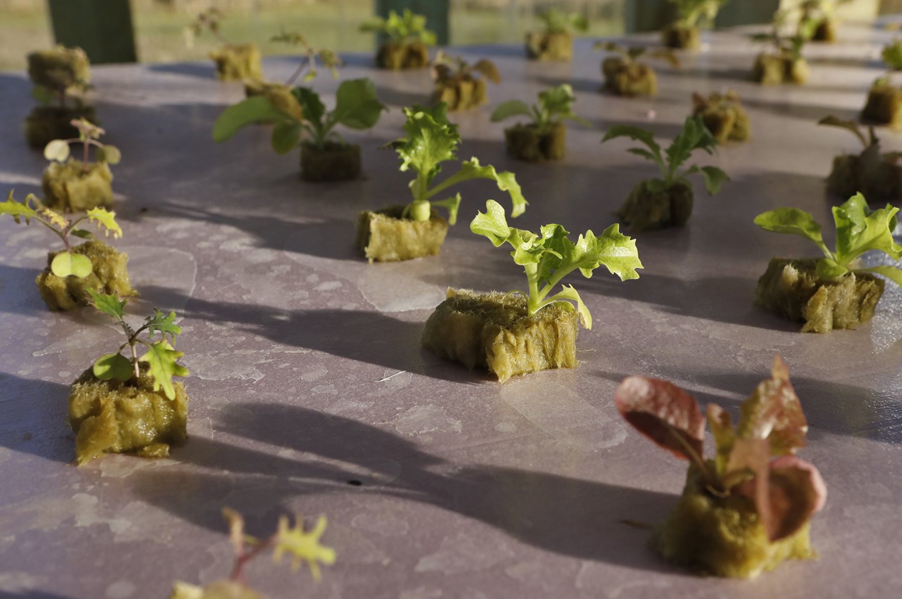 The Mueth brothers give vertical farming a try